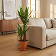 BLOOMIQUE - Yucca Elephantipes - Yucca pied d’éléphant - Plante d’intérieur - H. 60-70 cm - P. 17 cm - vignette
