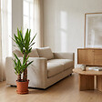 BLOOMIQUE - Yucca Elephantipes - Yucca pied d’éléphant - Plante d’intérieur - H. 60-70 cm - P. 17 cm - vignette