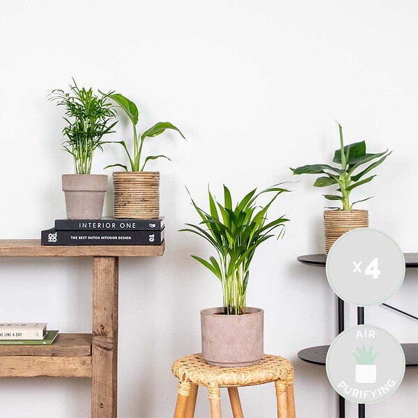 BLOOMIQUE - Lot de 4 - Mélange de plantes tendance - Chamaedorea, Dypsis, Musa, Strelitzia - Dépolluantes - large