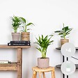 BLOOMIQUE - Lot de 4 - Mélange de plantes tendance - Chamaedorea, Dypsis, Musa, Strelitzia - Dépolluantes - vignette