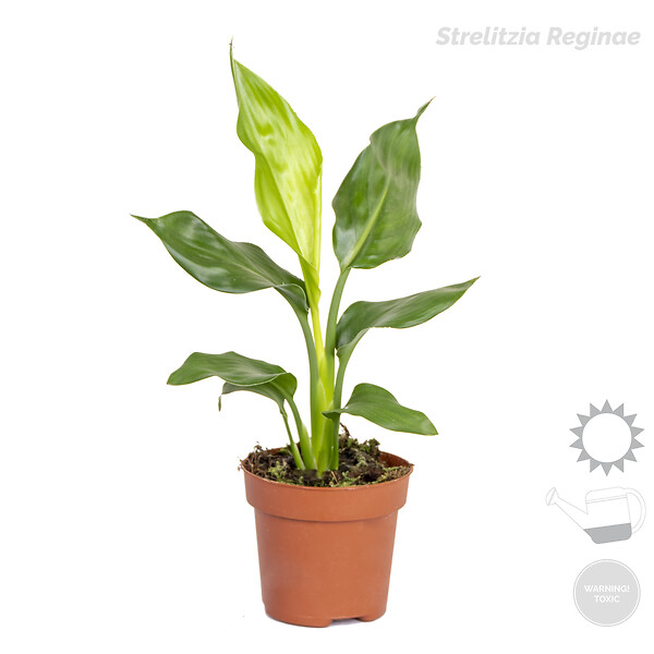 BLOOMIQUE - Lot de 4 - Mélange de plantes tendance - Chamaedorea, Dypsis, Musa, Strelitzia - Dépolluantes - large