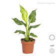 BLOOMIQUE - Lot de 4 - Mélange de plantes tendance - Chamaedorea, Dypsis, Musa, Strelitzia - Dépolluantes - vignette