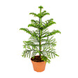 BLOOMIQUE - Araucaria Heterophylla - Araucaria de Norfolk - Plantes d’intérieur - H. 40-50 cm - P. 15 cm - vignette