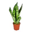 BLOOMIQUE - Sansevieria Zeylanica - Langue de belle-mère - Plantes d’intérieur - H. 30-40 cm - P. 12 cm - vignette