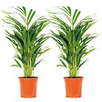 BLOOMIQUE - Lot de 2 - Dypsis Lutescens - Palmier Areca - Plante d’intérieur - H. 60-70 cm - P. 17 cm - vignette