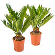 BLOOMIQUE - Lot de 2 - Cycas Revoluta - Cycas du Japon - Palmier d'intérieur - H. 30-40 cm - P. 12 cm - vignette