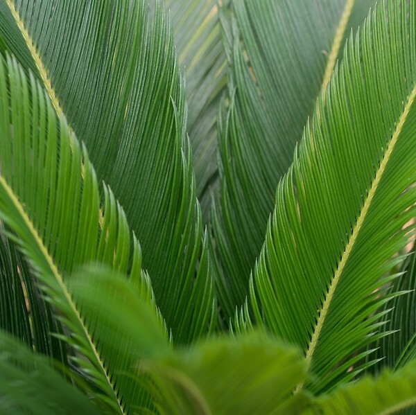 BLOOMIQUE - Lot de 2 - Cycas Revoluta - Cycas du Japon - Palmier d'intérieur - H. 30-40 cm - P. 12 cm - large