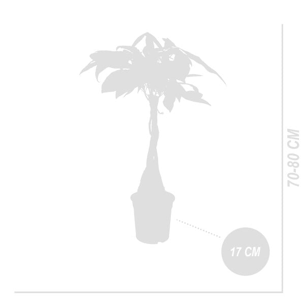 BLOOMIQUE - Lot de 2 - Pachira Aquatica - Arbre à monnaie - Cacaoyer d’eau - H. 60-70 cm - P. 17 cm - large