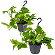 BLOOMIQUE - Lot de 2 Epipremnum Aureum - Lierre du Diable - Plantes Suspendues - H. 20-30 cm - P. 15 cm - vignette