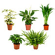 BLOOMIQUE - Lot de 5 - Mélange de plantes dépolluantes - H. 20-40 cm - P. 12 cm - vignette