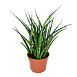 BLOOMIQUE - Sansevieria Fernwood Punk - Langue de belle-mère - Plantes d’intérieur - H. 20-30 cm - P. 12 cm - vignette