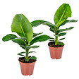 BLOOMIQUE - Lot de 2 - Musa Dwarf Cavendish - Bananier d’intérieur - H. 60-70 cm - P. 17 cm - vignette