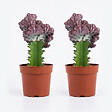BLOOMIQUE - Lot de 2 - Euphorbia Lactea Cristata - Euphorbe cristée - H. 20-30 cm - P. 11 cm - vignette