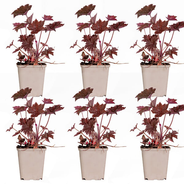BLOOMIQUE - Lot de 6 - Heuchera Micrantha 'Palace Purple' - Heuchère - H. 10-20 cm - P. 9x9 cm - large
