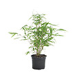 BLOOMIQUE - Fargesia rufa - Bambou non traçant - Persistant - Plantes de jardin - H. 10-20 cm - P. 10 cm - vignette
