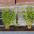 BLOOMIQUE - Fargesia rufa - Bambou non traçant - Persistant - Plantes de jardin - H. 10-20 cm - P. 10 cm - vignette