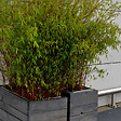 BLOOMIQUE - Fargesia rufa - Bambou non traçant - Persistant - Plantes de jardin - H. 10-20 cm - P. 10 cm - vignette