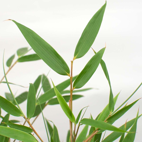 BLOOMIQUE - Fargesia rufa - Bambou non traçant - Persistant - Plantes de jardin - H. 10-20 cm - P. 10 cm - large