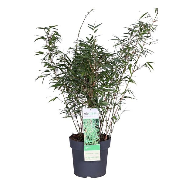 BLOOMIQUE - Fargesia rufa - Bambou non traçant - Rustique - Persistant - H. 80-100 cm - P. 23 cm - large