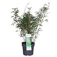 BLOOMIQUE - Fargesia rufa - Bambou non traçant - Rustique - Persistant - H. 80-100 cm - P. 23 cm - vignette