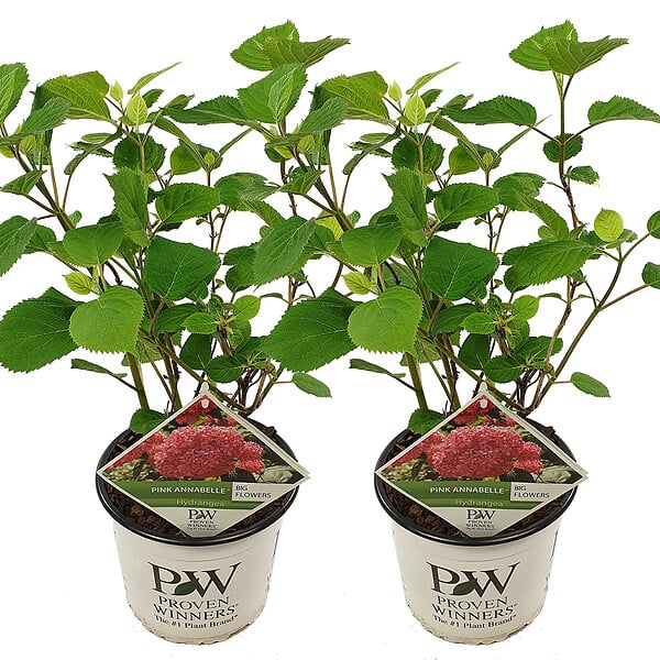 BLOOMIQUE - Lot de 2 - Hydrangea Pink Annabelle - Hortensia - Rose - Plantes de jardin - H. 40-50 cm - P. 19 cm - large