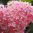 BLOOMIQUE - Lot de 2 - Hydrangea Pink Annabelle - Hortensia - Rose - Plantes de jardin - H. 40-50 cm - P. 19 cm - vignette