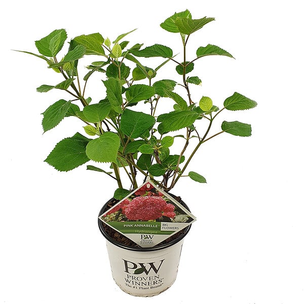 BLOOMIQUE - Hydrangea Pink Annabelle - Hortensia - Rose - Plantes de jardin - H. 40-50 cm - P. 19 cm - large