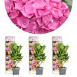 BLOOMIQUE - Lot de 3 - Hydrangea Macrophylla Early Pink - Hortensia - H. 20-30 cm - P. 10,5 cm - vignette