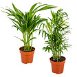 BLOOMIQUE - Lot de 2 - Dypsis & Chamaedorea - Palmiers d’intérieur - Dépolluants - H. 30-40 cm - P. 12 cm - vignette
