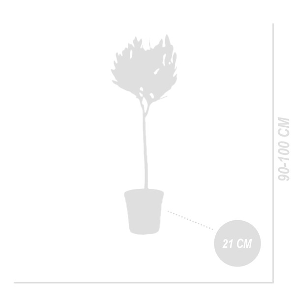 BLOOMIQUE - Laurus Nobilis - Laurier-sauce sur tige - Laurier-sauce - H. 80-100 cm - P. 21 cm - large