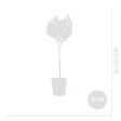 BLOOMIQUE - Laurus Nobilis - Laurier-sauce sur tige - Laurier-sauce - H. 80-100 cm - P. 21 cm - vignette