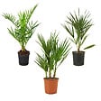 BLOOMIQUE - Lot de 3 - Mélange de palmiers rustiques - H. 40-50 cm - P. 14 cm - vignette