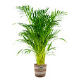 BLOOMIQUE - Dypsis Lutescens - Palmier Areca - Plante d’intérieur - Dépolluante - H. 100-110 cm - vignette