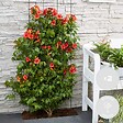 BLOOMIQUE - Lot de 2 - Campsis radicans 'Flamengo' - Bignone rouge - Plantes grimpantes - H. 50-70 cm - P. 15 cm - vignette