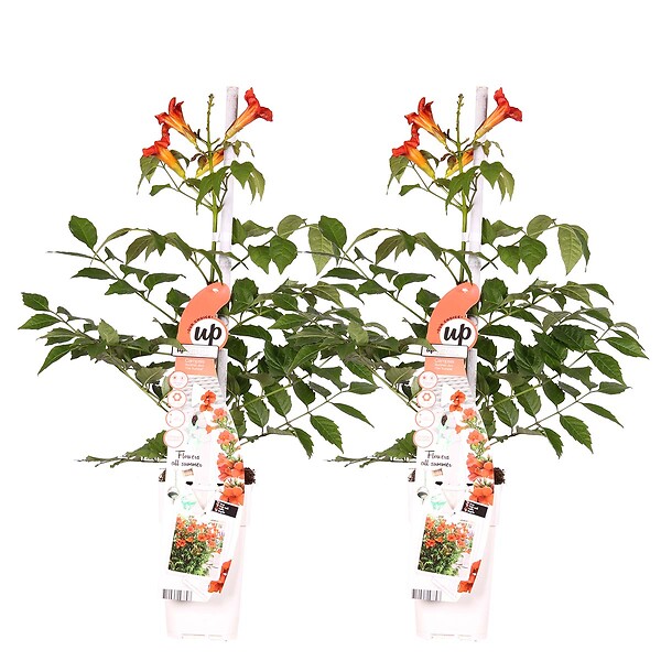 BLOOMIQUE - Lot de 2 - Campsis radicans 'Flamengo' - Bignone rouge - Plantes grimpantes - H. 50-70 cm - P. 15 cm - large