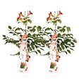 BLOOMIQUE - Lot de 2 - Campsis radicans 'Flamengo' - Bignone rouge - Plantes grimpantes - H. 50-70 cm - P. 15 cm - vignette