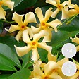BLOOMIQUE - Lot de 2 - Trachelospermum jasminoides - Jasmin étoilé jaune - H. 50-70 cm - P. 15 cm - vignette