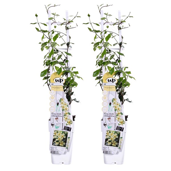 BLOOMIQUE - Lot de 2 - Trachelospermum jasminoides - Jasmin étoilé jaune - H. 50-70 cm - P. 15 cm - large