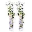 BLOOMIQUE - Lot de 2 - Trachelospermum jasminoides - Jasmin étoilé jaune - H. 50-70 cm - P. 15 cm - vignette