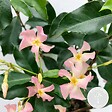 BLOOMIQUE - Trachelospermum jasminoides - Jasmin étoilé rose - Plantes grimpantes - H. 50-70 cm - P. 15 cm - vignette