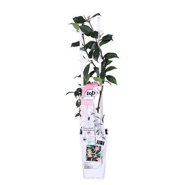 BLOOMIQUE - Trachelospermum jasminoides - Jasmin étoilé rose - Plantes grimpantes - H. 50-70 cm - P. 15 cm - large