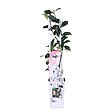 BLOOMIQUE - Trachelospermum jasminoides - Jasmin étoilé rose - Plantes grimpantes - H. 50-70 cm - P. 15 cm - vignette