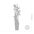 BLOOMIQUE - Trachelospermum jasminoides - Jasmin étoilé rose - Plantes grimpantes - H. 50-70 cm - P. 15 cm - vignette