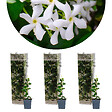 BLOOMIQUE - Lot de 3 - Trachelospermum Jasminoides - Jasmin étoilé - Plante grimpante - Rustique - 15-20 cm - vignette
