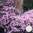 BLOOMIQUE - Clematis montana 'Rubens' - Clématite rose clair - Plantes grimpantes - H. 50-70 cm - P. 15 cm - vignette