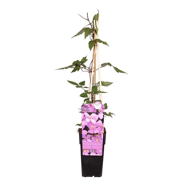 BLOOMIQUE - Clematis montana 'Rubens' - Clématite rose clair - Plantes grimpantes - H. 50-70 cm - P. 15 cm - large