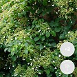 BLOOMIQUE - Lot de 2 - Hydrangea petiolaris - Hortensia grimpant - Plantes grimpantes - H. 50-70 cm - P. 15 cm - vignette