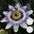 BLOOMIQUE - Lot de 2 - Passiflora caerulea - Fleur de la passion - Bleu & blanc - H. 50-70 cm - P. 15 cm - vignette