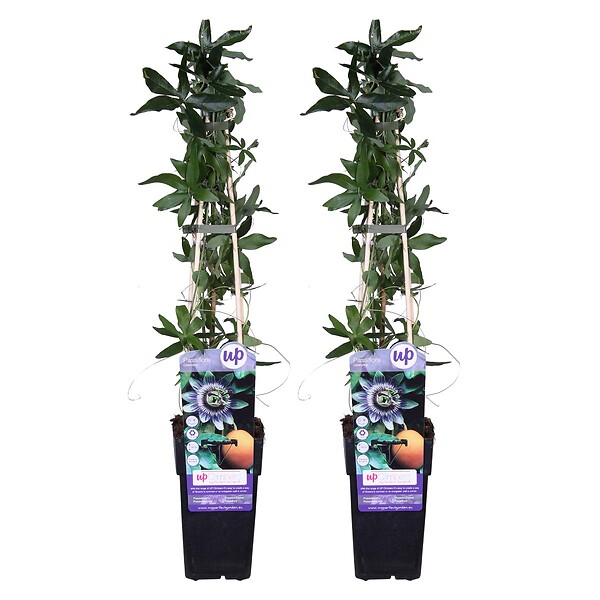 BLOOMIQUE - Lot de 2 - Passiflora caerulea - Fleur de la passion - Bleu & blanc - H. 50-70 cm - P. 15 cm - large