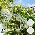 BLOOMIQUE - Lot de 2 - Wisteria floribunda 'Alba' - Glycine blanche - H. 50-70 cm - P. 15 cm - vignette